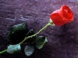 The Rose